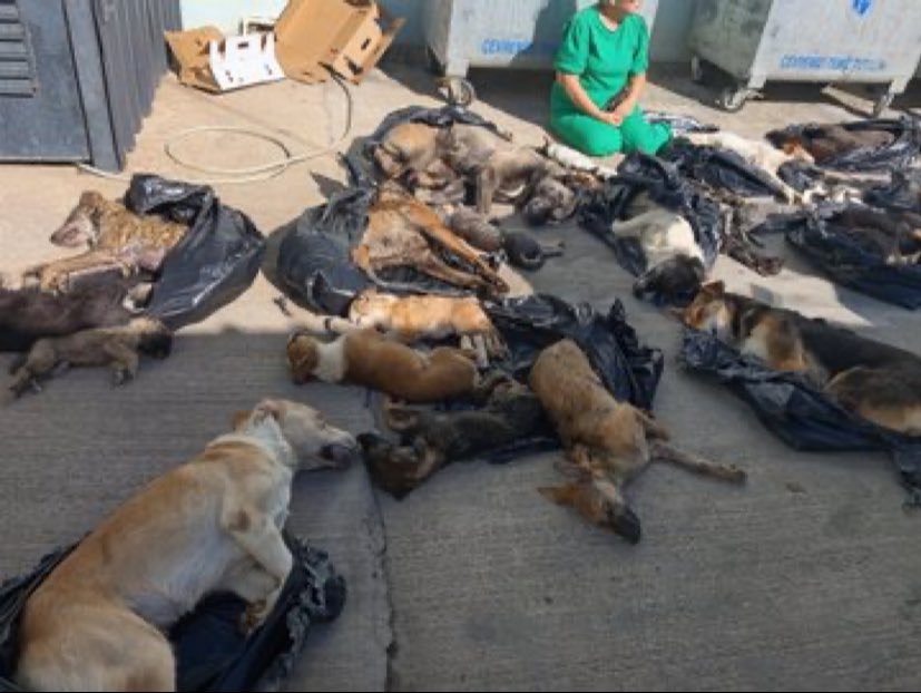 Katilleri, tecavüzcüleri, sapıkları ve dahası şerefsizleri böyle toplasaydınız bu kadar çocuk ve kadın cinayetleri olmazdı. Ama siz Allah’ın dilsiz kullarına bu zulmü yapıyorsunuz. Böyle devam edin. Daha çok depremler ve salgın hastalıklar yaşar bu ülke ! #AllahBelaniziVersin