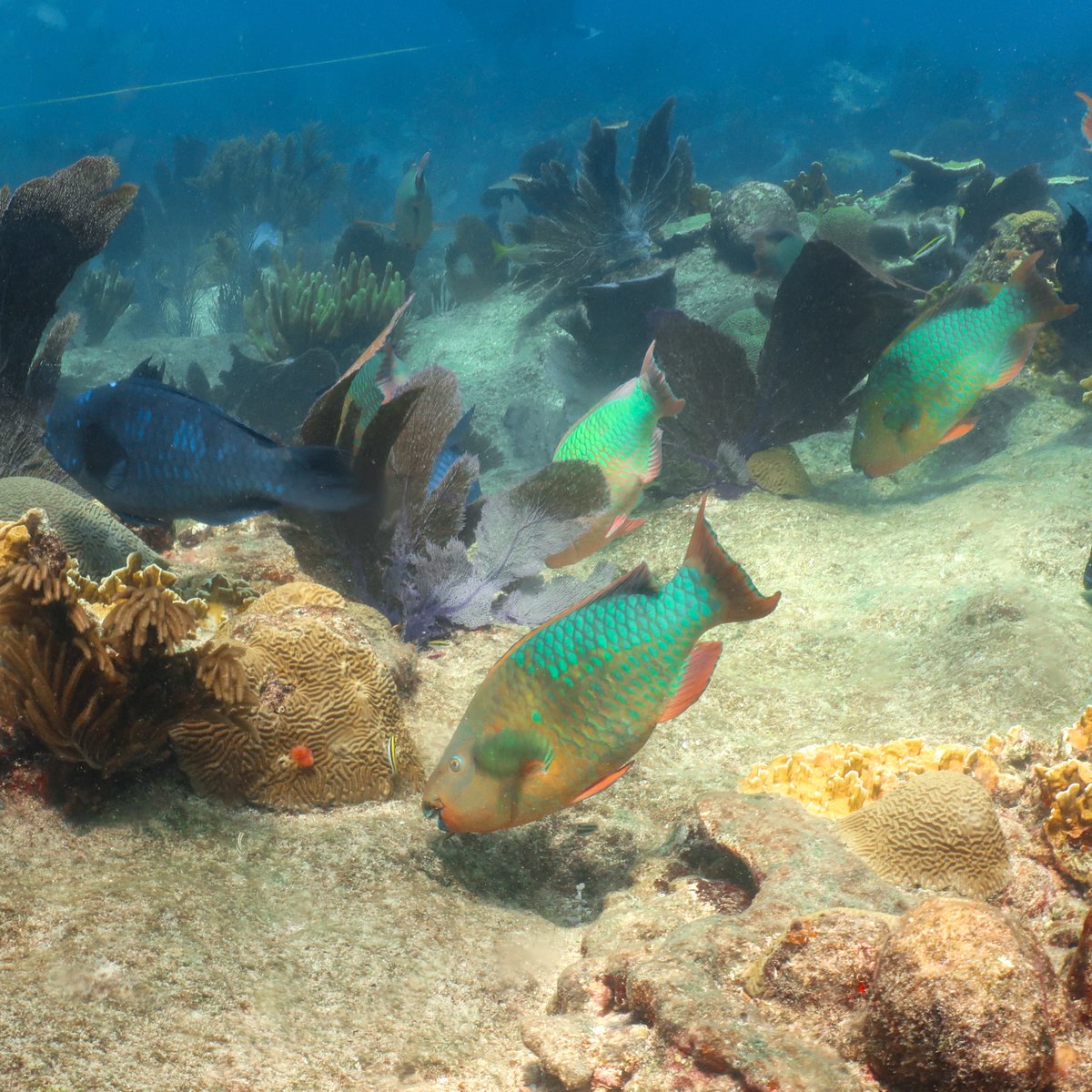 Lorenzo AlvarezFilip (@lalvarezfilip) on Twitter photo 🪸🐟Our new paper is out in <a href="/ConLetters/">Conservation Letters</a> this week. In it, we review and discuss in a broader context one of the most fundamental paradigms in reef management and conservation—the parrotfish paradigm: doi.org/10.1111/conl.1…
with @ANAMLHZ 🪸🐟Our new paper is out in <a href="/ConLetters/">Conservation Letters</a> this week. In it, we review and discuss in a broader context one of the most fundamental paradigms in reef management and conservation—the parrotfish paradigm: doi.org/10.1111/conl.1…
with @ANAMLHZ