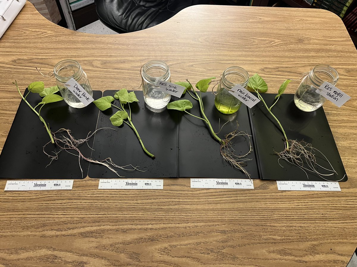 Jennifer Gates (@jengates395) on Twitter photo Our multi-week propagation experiment is coming to a close. Greatest takeaway? Don’t drink the classroom sink water! 😬Not a single root grew on that sweet potato vine. Rain barrel, filtered refill stations, and <a href="/DeerParkWtr/">Deer Park®</a> are much better options for watering our plants!🌿 Our multi-week propagation experiment is coming to a close. Greatest takeaway? Don’t drink the classroom sink water! 😬Not a single root grew on that sweet potato vine. Rain barrel, filtered refill stations, and <a href="/DeerParkWtr/">Deer Park®</a> are much better options for watering our plants!🌿
