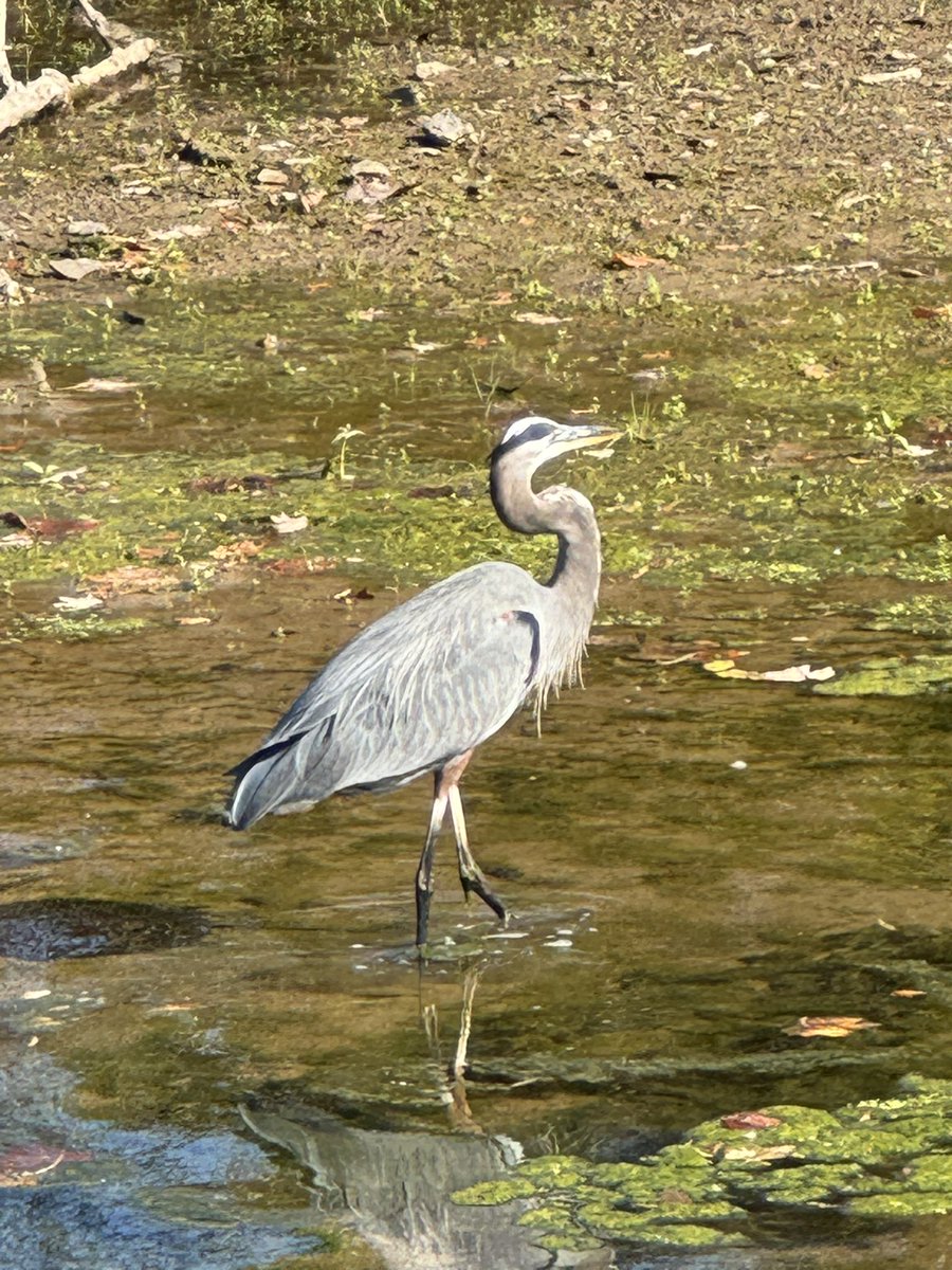 Beautiful day for a bike ride in scenic Bucks County. Thank you <a href="/cbjjaffe/">𝙹𝚊𝚜𝚘𝚗 𝙹𝚊𝚏𝚏𝚎</a> for the suggested route starting at Del Val U and going to Peace Valley Park. #buckscounty #bikeride #retiredteacher