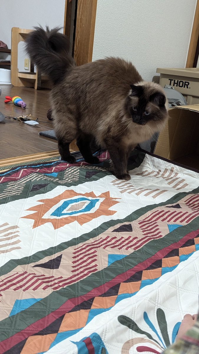 ちょっとだけ、やんのかスタイル😊