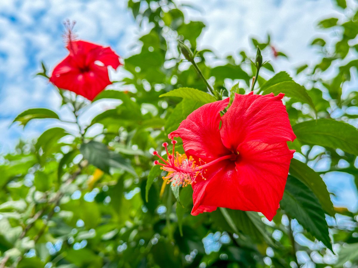 ハイビスカスが咲いてました🌺
一年中南国気分を味わえる海外の地で
非日常なリトリート旅行はいかがでしょうか✈️
#非日常 #海外リトリート #リトリート旅行