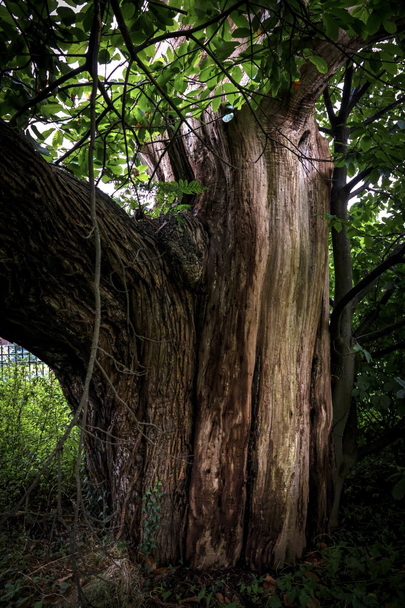 Wist je dat ín de kastanjeboom aan de Crogtdijk een nieuwe kastanjeboom groeit? Dat is vrij bijzonder! Daarom laten we deze boom zeker staan. Binnenkort voeren we onderhoudswerkzaamheden uit, zodat de nieuwe boom goed kan groeien 🌳