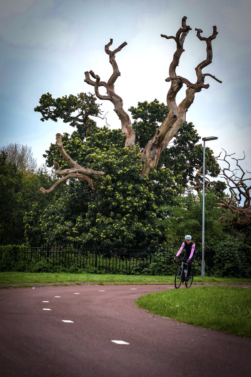 breda's tweet image. Wist je dat ín de kastanjeboom aan de Crogtdijk een nieuwe kastanjeboom groeit? Dat is vrij bijzonder! Daarom laten we deze boom zeker staan. Binnenkort voeren we onderhoudswerkzaamheden uit, zodat de nieuwe boom goed kan groeien 🌳