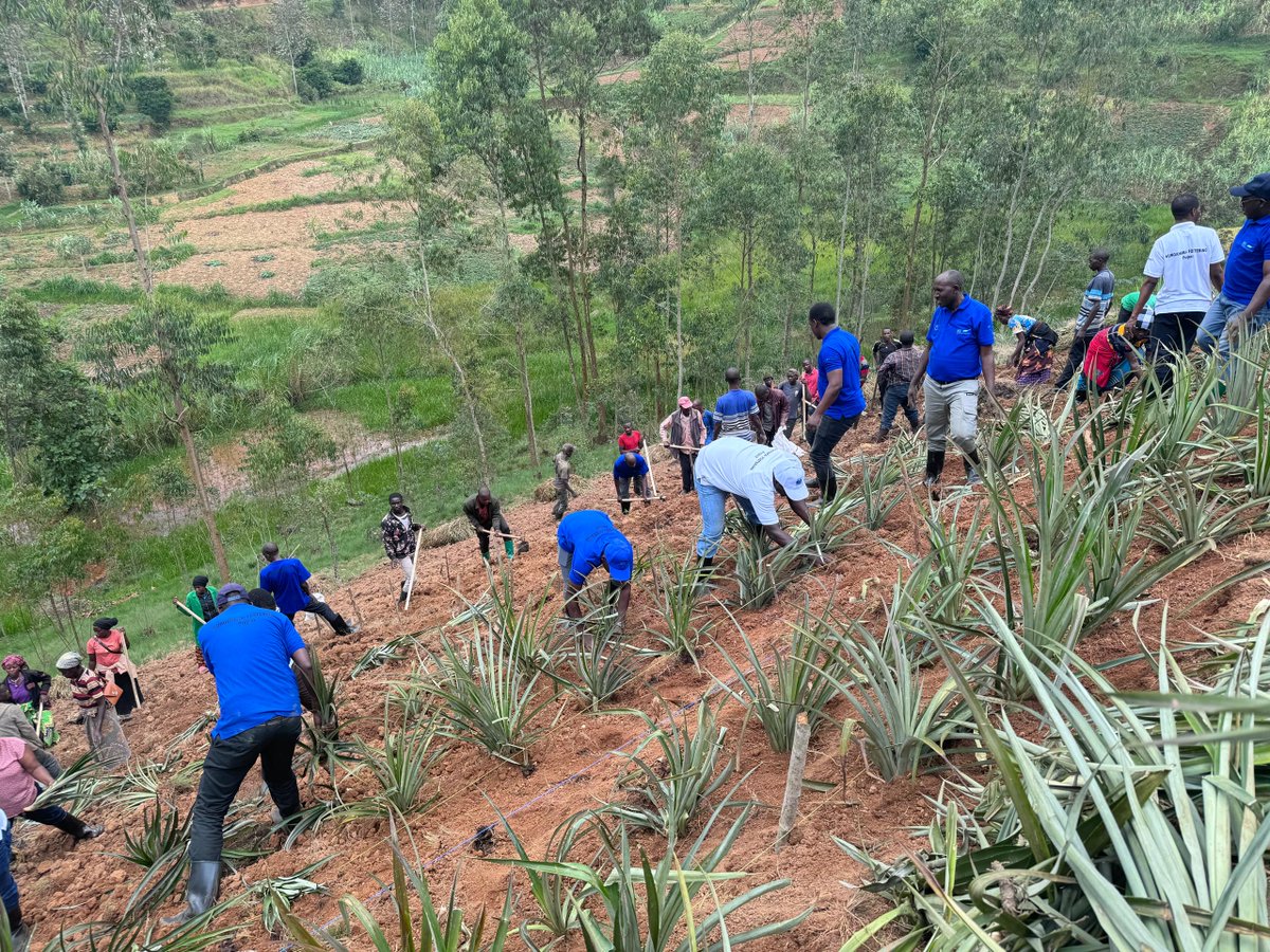 E4impact_Rwanda's tweet photo. Entrepreneurship4Impact is not Theories but Practice, We break ground to the farm, Thanks to @EuropeanUnion12 @FXBRwanda @RwandaAgriBoard for providing materials and skills to ensure achieving of Modern farming thru #FOSTERING_Project in @GakenkeDistrict and @NyabihuDistrict https://t.co/lVIjFKljUx