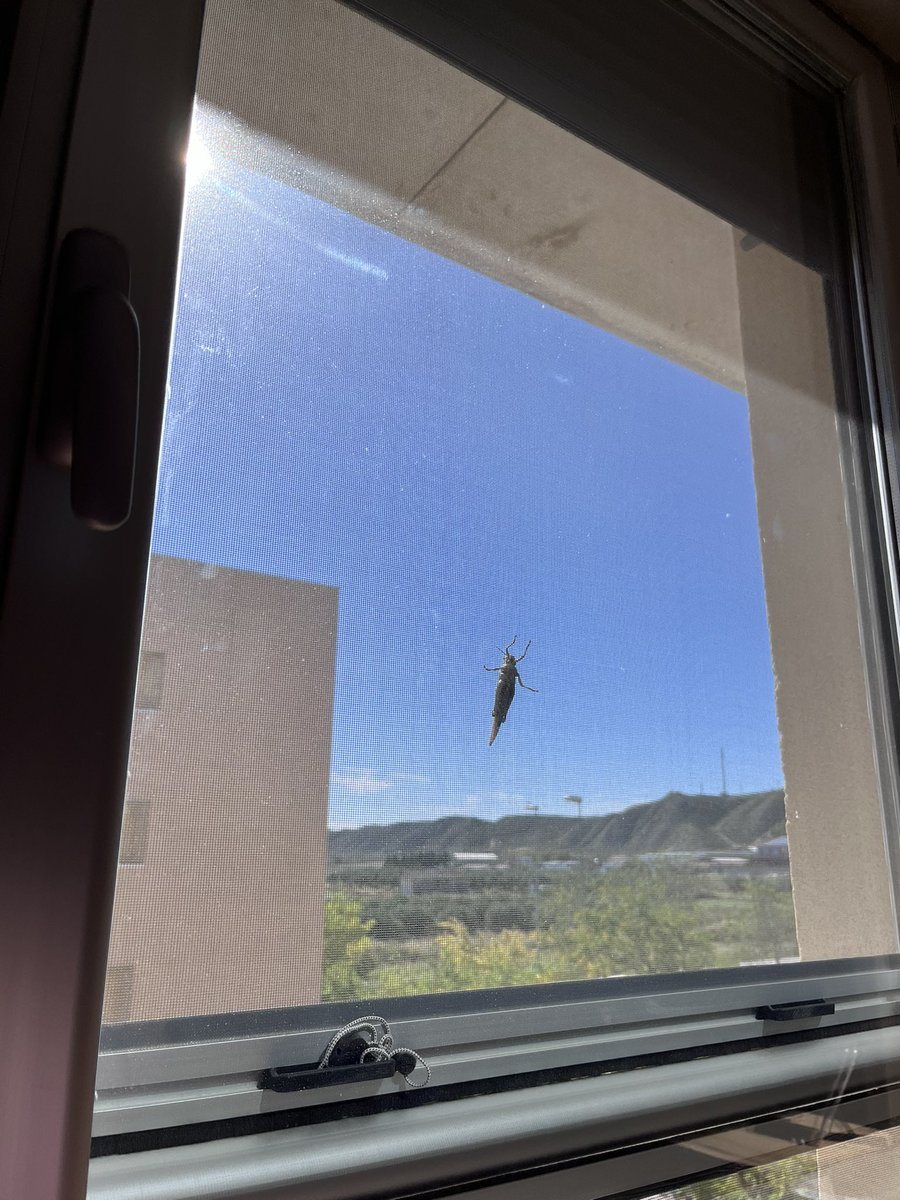 RubiaErrante's tweet photo. Hoy damos gracias al universo por las mosquiteras. Creo que la foto no hace justicia a lo GIGAENORME que es https://t.co/P2yTbAwWcs