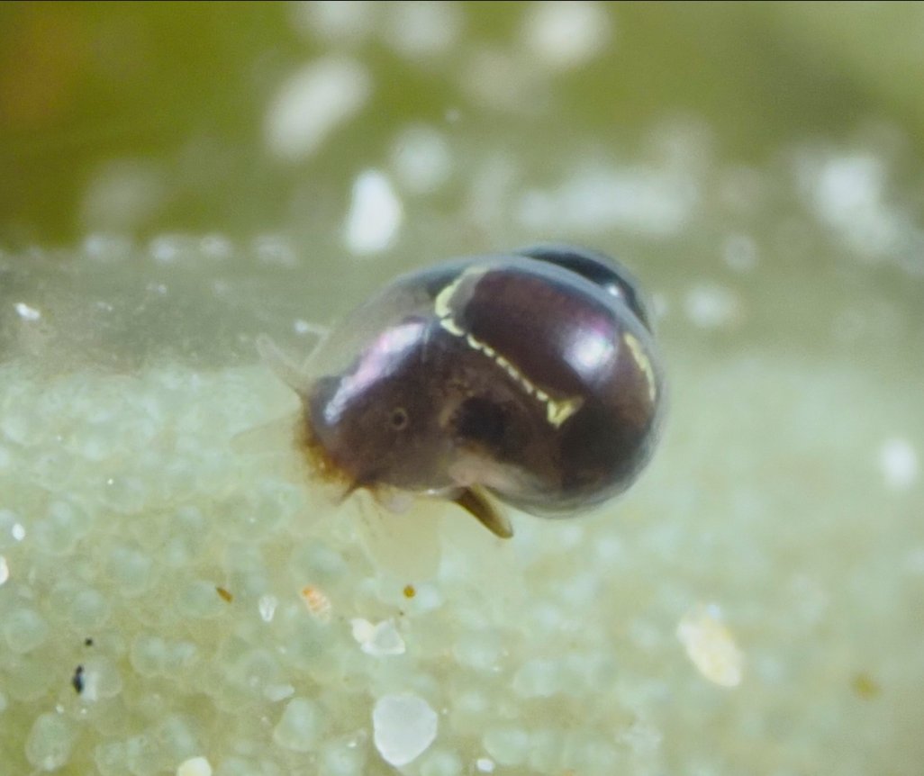 MSA (@malsocaus) on Twitter photo We can’t wait to see all you passionate malacologists in Perth for #Molluscs2024! The program is filled with fantastic talks, great networking opportunities, and plenty of fun! If you haven’t registered yet, now's the time!
molluscs2024.com.au
Photos by <a href="/henry_carrick/">Henry Carrick</a> We can’t wait to see all you passionate malacologists in Perth for #Molluscs2024! The program is filled with fantastic talks, great networking opportunities, and plenty of fun! If you haven’t registered yet, now's the time!
molluscs2024.com.au
Photos by <a href="/henry_carrick/">Henry Carrick</a>