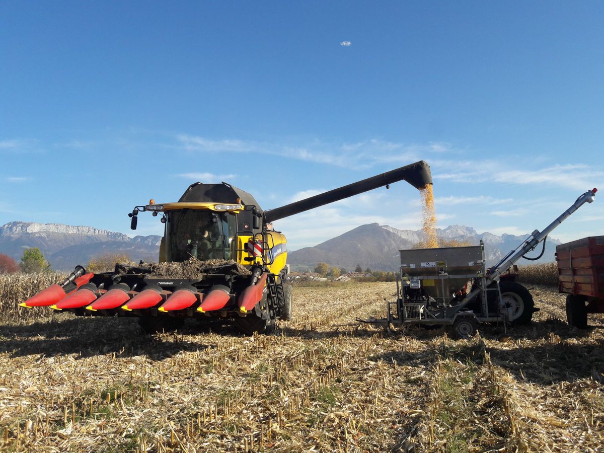 🚨 Conseil récolte n°1 #maïs grain 🚜

⚠ aux réglages de la batteuse et au débit de chantier
Ce sont deux éléments importants pour la qualité des grains 🌽

➡ Doivent être adaptés en fonction du taux d'humidité et de la variété

#agriculteurs