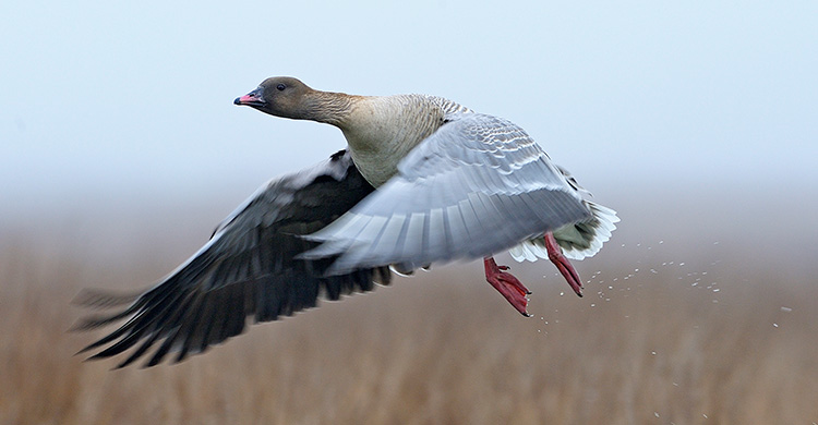 African-Eurasian Waterbird Agreement (AEWA) (@unep_aewa) on Twitter photo The European Goose Management Platform <a href="/AEWA_EGMP/">AEWA European Goose Management Platform</a> was recognized for innovation as a finalist for <a href="/UNEP/">UN Environment Programme</a>'s Kipepeo Award
Learn more: unep-aewa.org/en/news/europe…
📸Magnus Elander The European Goose Management Platform <a href="/AEWA_EGMP/">AEWA European Goose Management Platform</a> was recognized for innovation as a finalist for <a href="/UNEP/">UN Environment Programme</a>'s Kipepeo Award
Learn more: unep-aewa.org/en/news/europe…
📸Magnus Elander