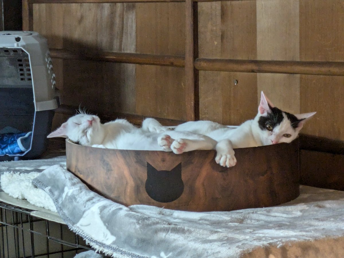 It's getting cooler! Adoptable cats would like to cuddle with you ❤️