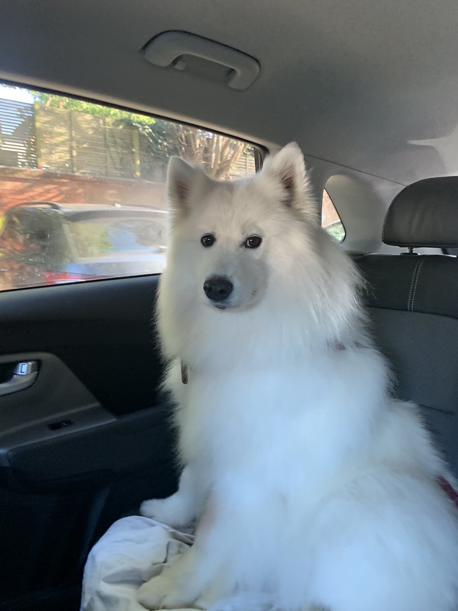 The before and after of Juno going to be groomed. Thorough attitude in both.