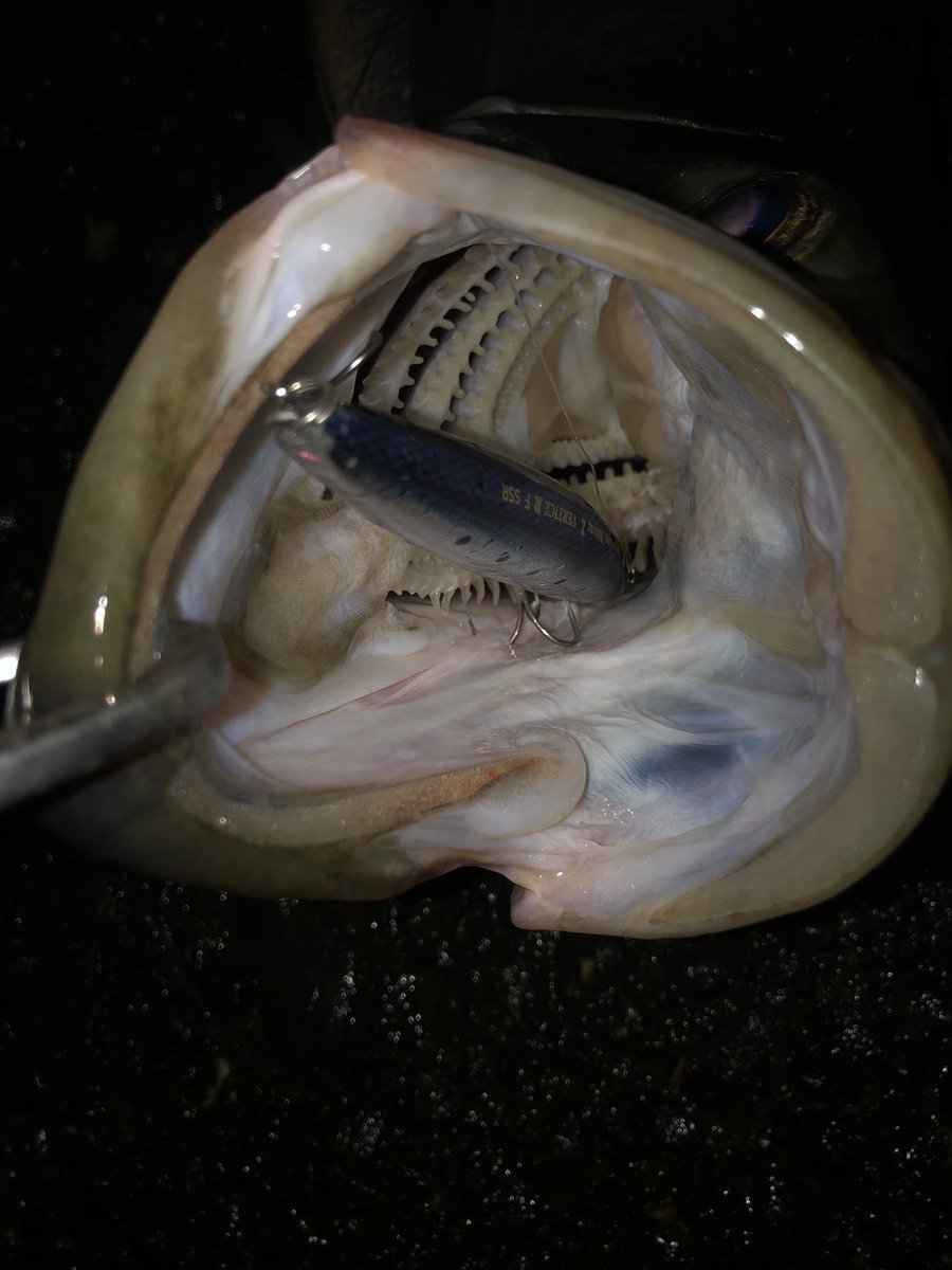 ちょっと前の釣果

バーティスR125Fssrで沖の地形変化をタイミング合わせて狙い撃ちして79cmと70cmのヒラスズキ

流れの緩んだタイミングでジャーキングに切り替えてアカメ！

#ヒラスズキ
#川ヒラ
#アカメ
#救バ