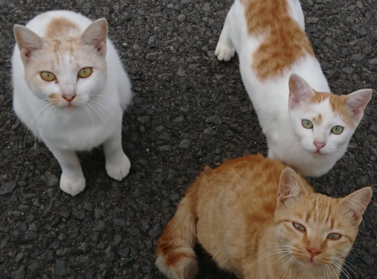 junkyard_kent's tweet photo. 仕事場の近所で会うネコさん達🐱
#ねこのきもち 
#ねこのおしごと https://t.co/JHLAGTnOTt