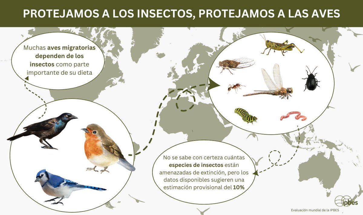 ipbeses's tweet image. La pérdida y perturbación de las poblaciones de insectos en los lugares de cría y a lo largo de las rutas de migración de las aves amenazan su supervivencia y bienestar. 🐛

Proteger los insectos = proteger las aves y los ecosistemas

Descubre más con la infografía de la @IPBES⤵️