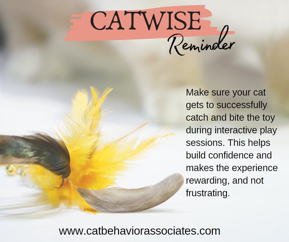 Make interactive playtime rewarding by ensuring your cat gets to have several captures throughout the game. Toward the end, wind the action down so your cat can have one final capture as the mighty hunter. Follow up with your cat's meal or a treat as a reward for a job well done.