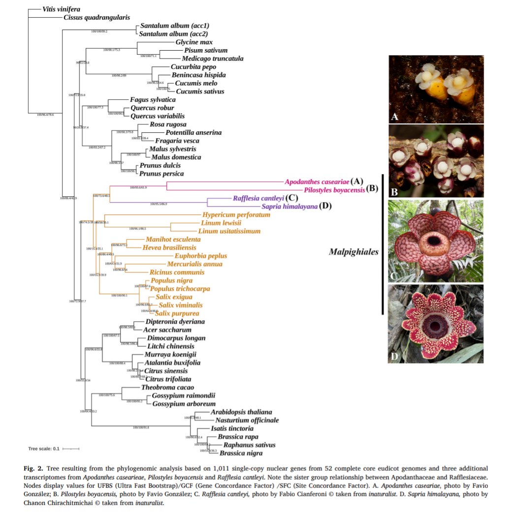 Dear botanical friends, in our new paper we show that Rafflesiaceae and Apodanthaceae come back together! using &gt;1000 single copy nuclear genes and rDNA. Check it out for historical facts and potential synapomorphies. #cienciacriolla #madeincolombia  shorturl.at/6HdwU