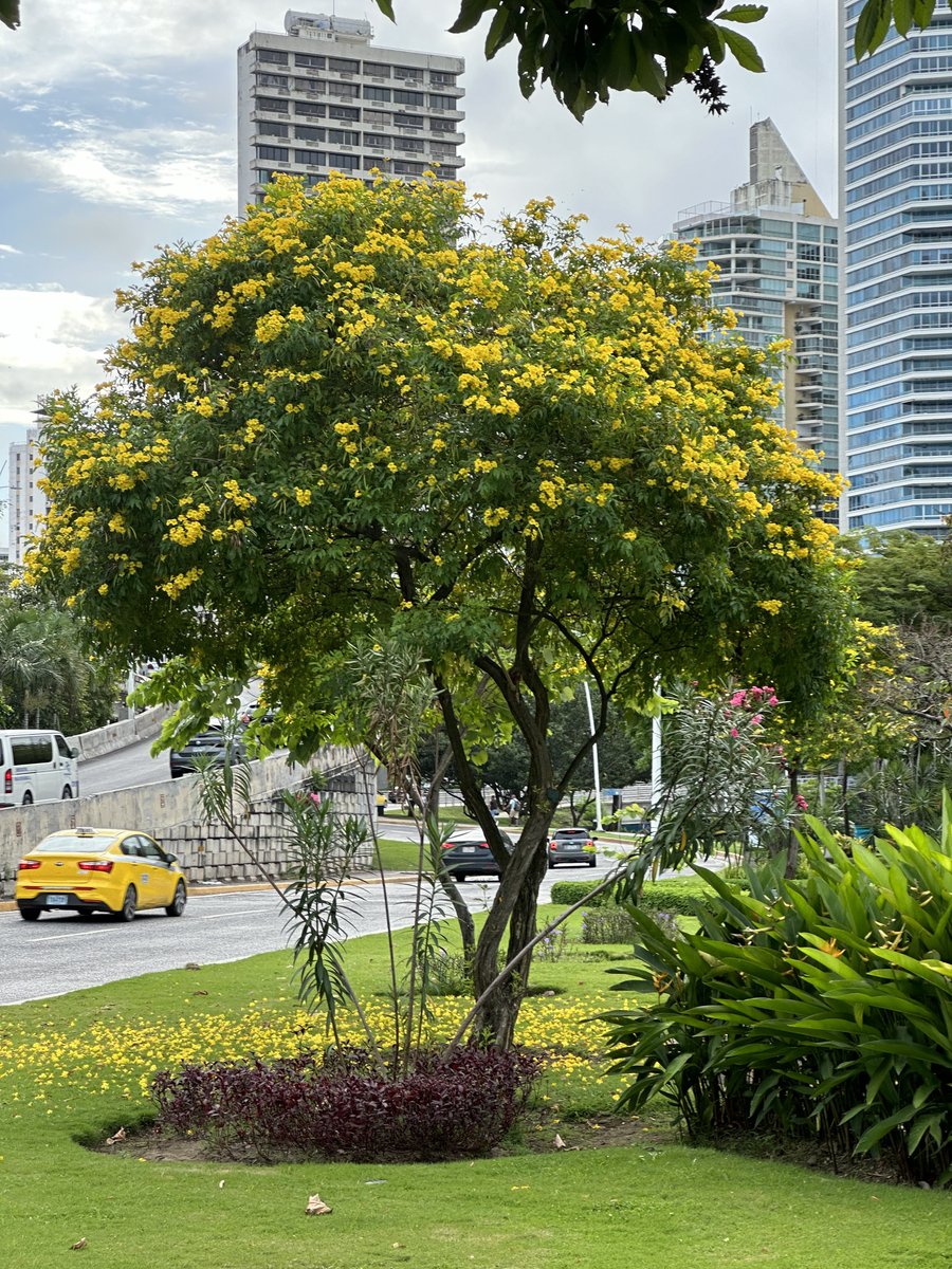 LuisEAlfaroM's tweet photo. Copete o Guayacancillo (Tecoma stans). Arbolito o arbusto nativo con muchísimo potencial para la ciudad de Panamá. Tolera muy bien la época seca, muy resiliente, florece por varios meses y atrae colibries. Altamente recomendado, sirve para conservación de suelos, para sembrar en taludes, a pleno sol, para hacer cercas vivas y para primera linea de mar