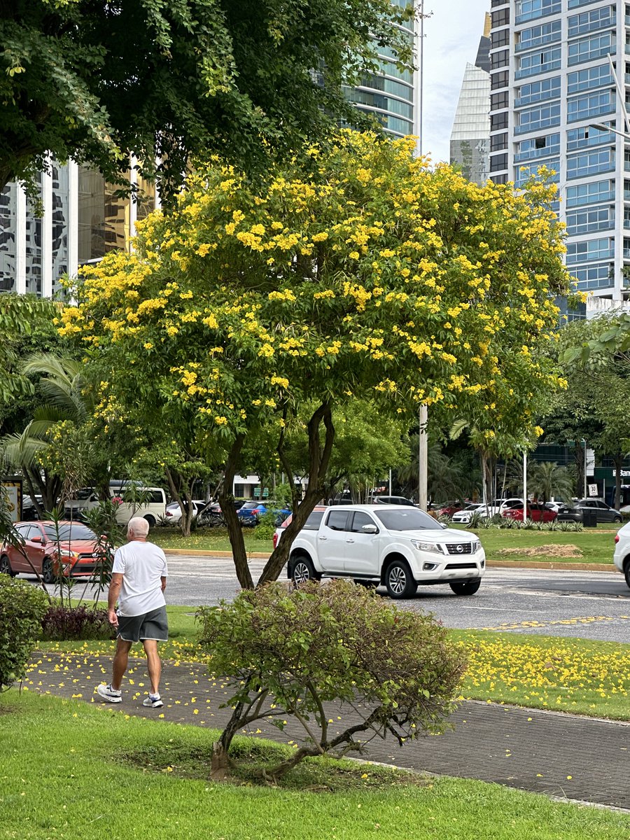 LuisEAlfaroM's tweet photo. Copete o Guayacancillo (Tecoma stans). Arbolito o arbusto nativo con muchísimo potencial para la ciudad de Panamá. Tolera muy bien la época seca, muy resiliente, florece por varios meses y atrae colibries. Altamente recomendado, sirve para conservación de suelos, para sembrar en taludes, a pleno sol, para hacer cercas vivas y para primera linea de mar
