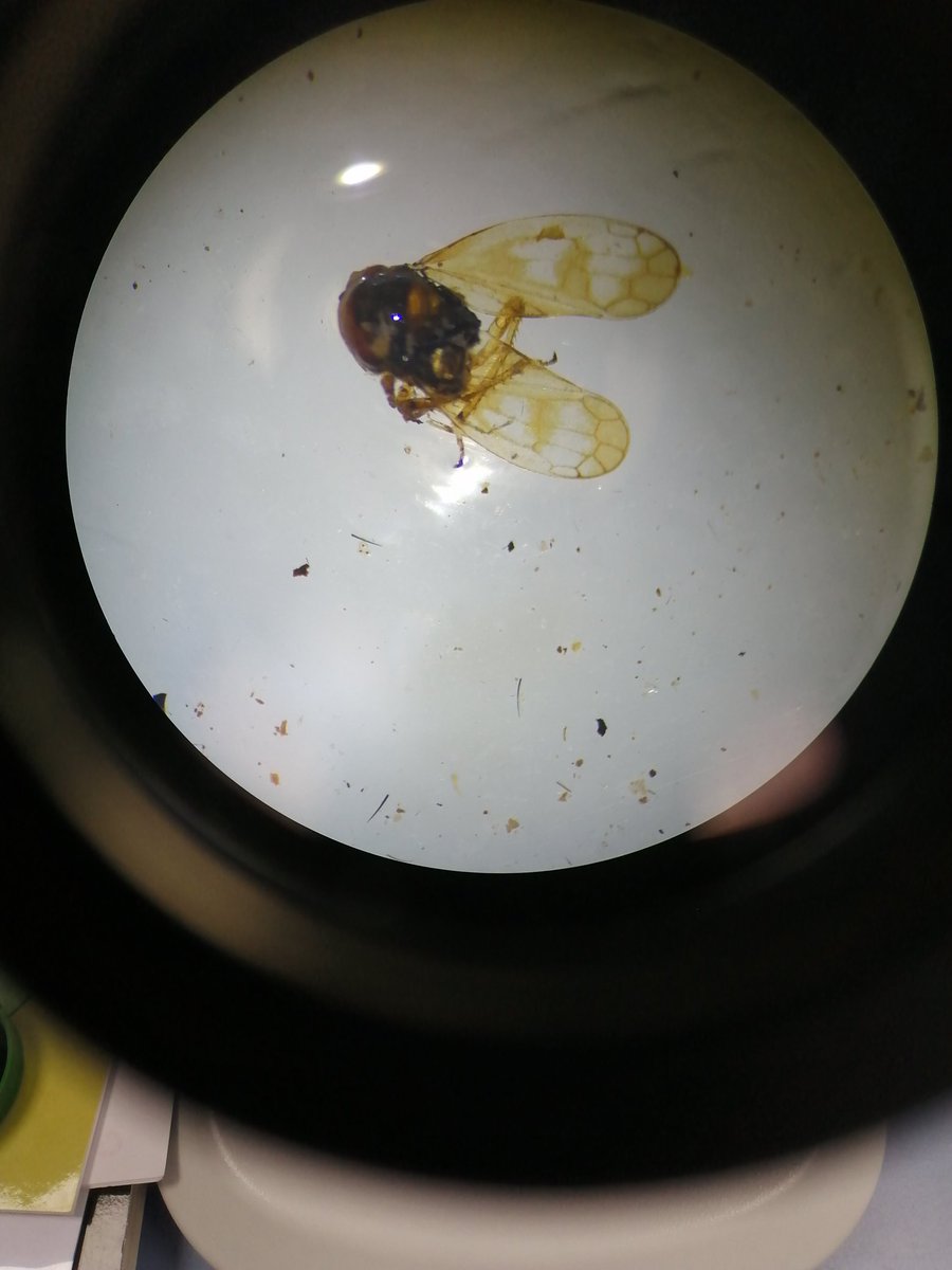 AilsaMaggie tweet media