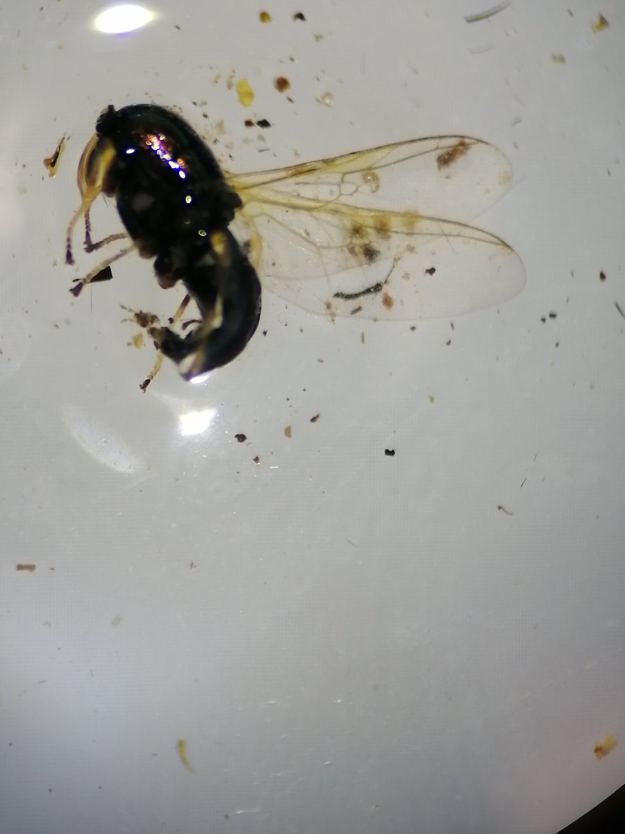 AilsaMaggie (@ailsamiller29) on Twitter photo Please help - can any of these #flies be ID'd to family by the wings? Struggling to key them out due to the damage...
<a href="/DipteristsForum/">Dipterists Forum</a> <a href="/flygirlNHM/">Dr Erica McAlister</a> <a href="/NHM_SmallOrders/">NHM Small Orders</a> #diptera Please help - can any of these #flies be ID'd to family by the wings? Struggling to key them out due to the damage...
<a href="/DipteristsForum/">Dipterists Forum</a> <a href="/flygirlNHM/">Dr Erica McAlister</a> <a href="/NHM_SmallOrders/">NHM Small Orders</a> #diptera