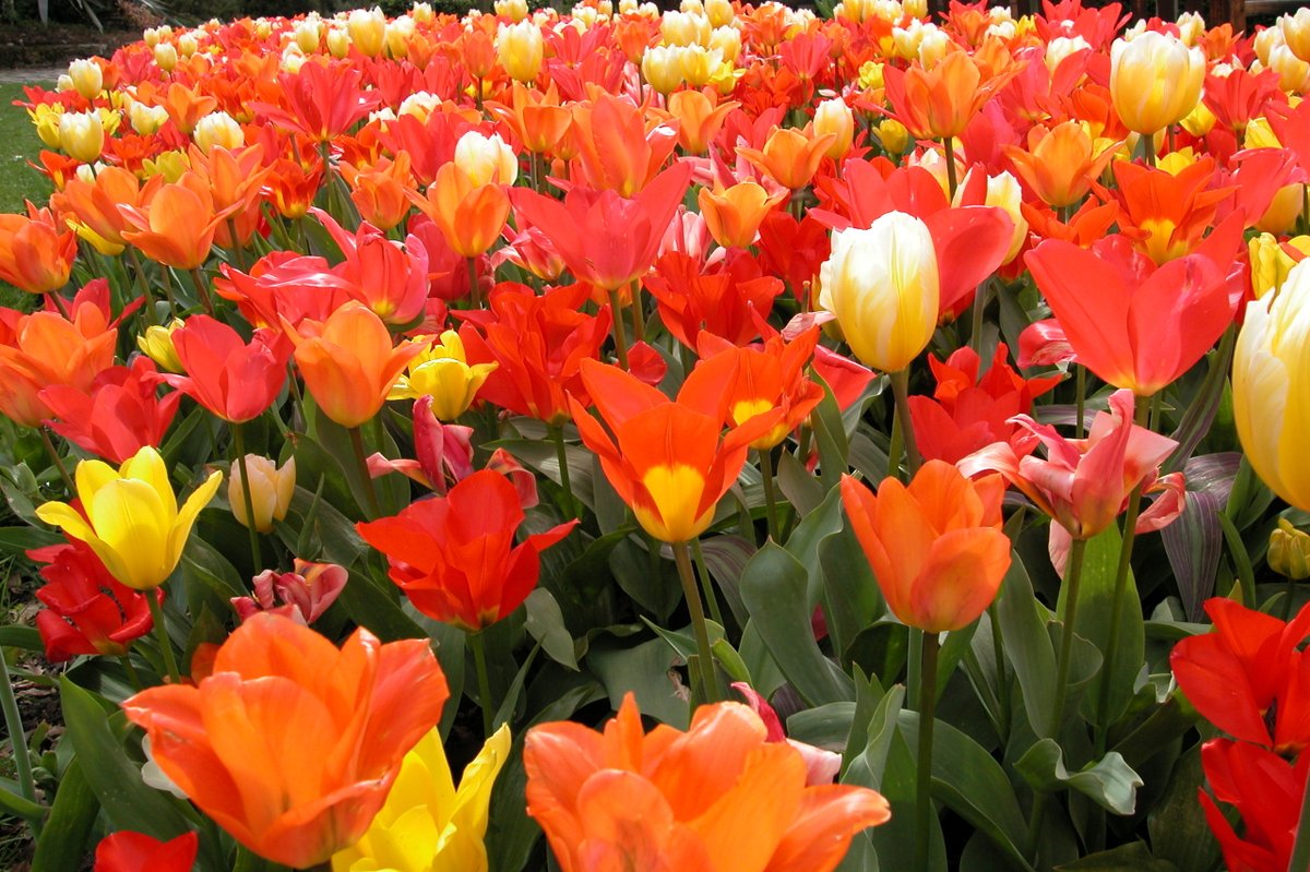 DUThingsToDo's tweet image. The glass in our Tropical house and Orchid unit  at the Botanic Garden are being replaced with polycarbonate sheeting for safety reasons. Please note, due to this planned work, the greenhouse will be closed until the work has been completed.