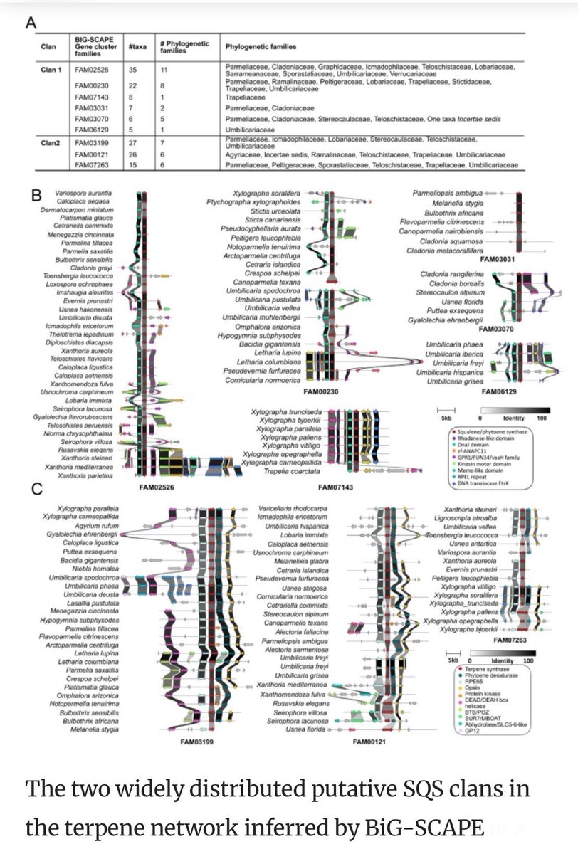 Our article on #terpene #biosynthetic genes in #lichen #genomes is out now! We mined ~100 genomes, identifying &amp; clustering these genes, &amp; found 2 widely distributed terpene clusters #SqualeneSynthases #antiSMASH #BiGSCAPE #Metabolites #phylogenomics
doi.org/10.1186/s12864…