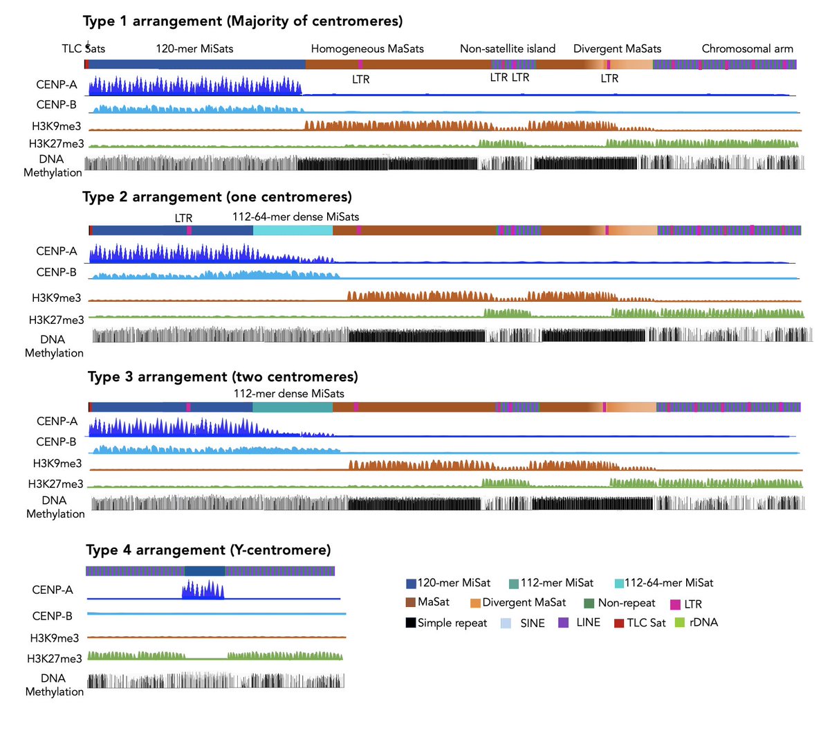 Kudos to my outstanding team for developing genomic and epigenomic maps of mouse satellite regions (centromeres and pericentromeres), which account for ~11% of the mouse genome. Very excited to share the preprint. biorxiv.org/content/10.110…
