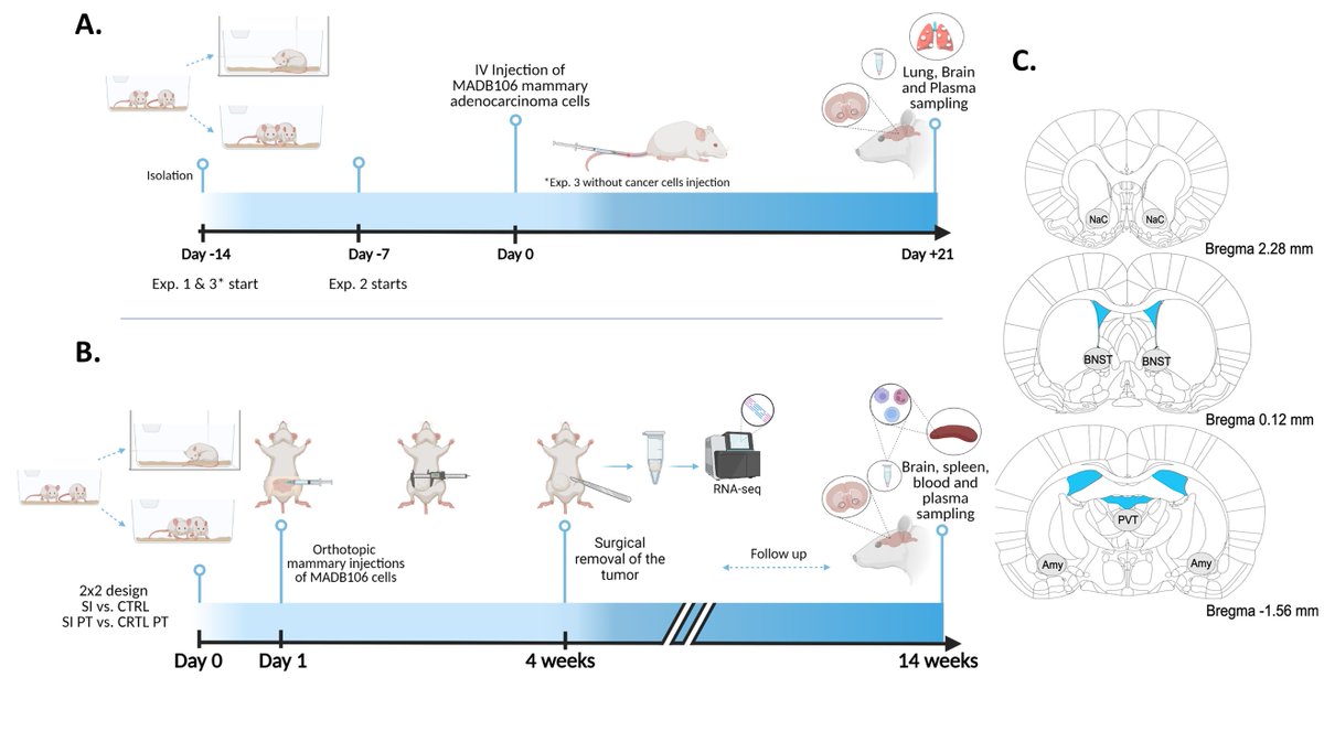 Estherina Trachtenberg (@estherina_t) on Twitter photo 📢My PhD work on the "Deleterious effects of social isolation on neuroendocrine-immune status and cancer progression in rats" is finally out in
<a href="/BrainBehavImm/">BrainBehavImm</a>!
🔗sciencedirect.com/science/articl…
<a href="/of_sagol/">Sagol School of Neuroscience</a>
<a href="/PNIRS/">PNIRS</a> 📢My PhD work on the "Deleterious effects of social isolation on neuroendocrine-immune status and cancer progression in rats" is finally out in
<a href="/BrainBehavImm/">BrainBehavImm</a>!
🔗sciencedirect.com/science/articl…
<a href="/of_sagol/">Sagol School of Neuroscience</a>
<a href="/PNIRS/">PNIRS</a>