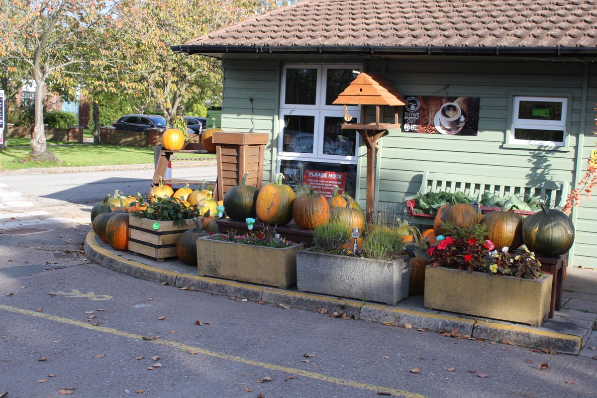 We have pumpkins for sale!!!
