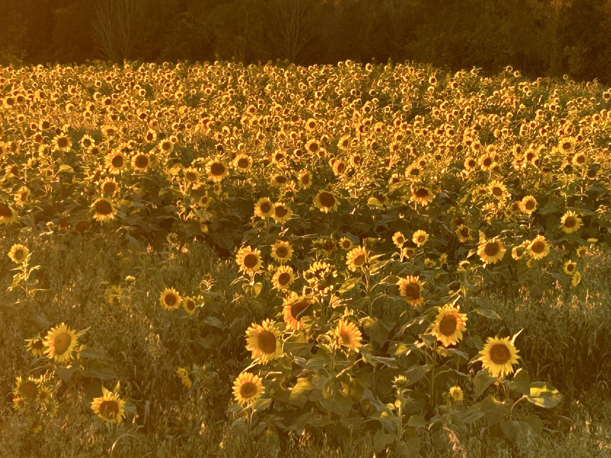 Jacqui EmpsonLaporte tweet media