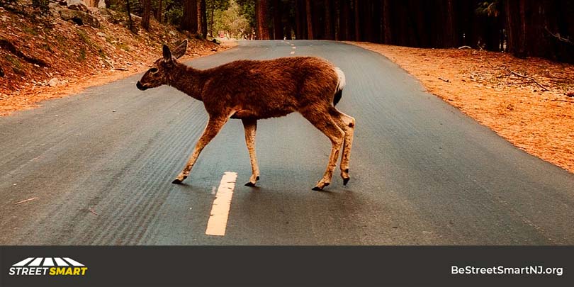 Deer rutting season is underway. Avoiding distractions and slowing down (so you can stop more quickly) will help you steer clear of deer on the roads. #BeStreetSmartNJ #JustDrive