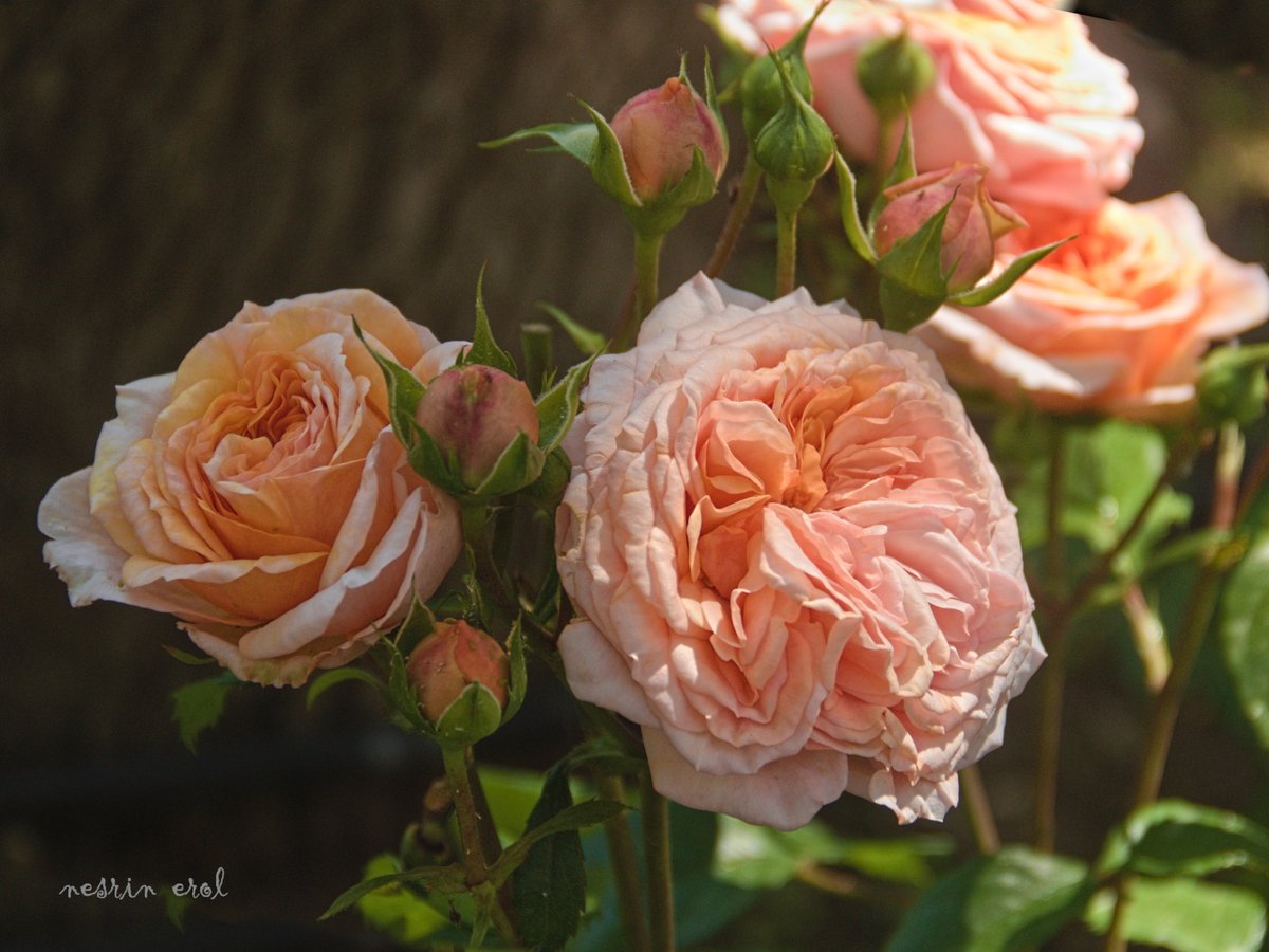 nbherol's tweet image. #FridayFreeForAll #FlowersOnFriday