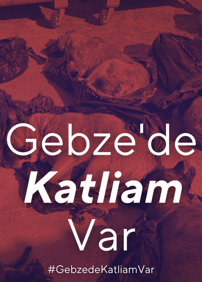 Bugün yavru, yetişkin, kedi, köpek demeden Gebze'de bir sürü masum canı katlettiler!
Son nefeslerini bile vermelerini beklemeden çöp poşetlerine koydular. 
Öfkeliyiz, alışmayacağız!
Devran dönecek ve tüm masumların hesabını elbet soracağız.
#GebzedeKatliamVar