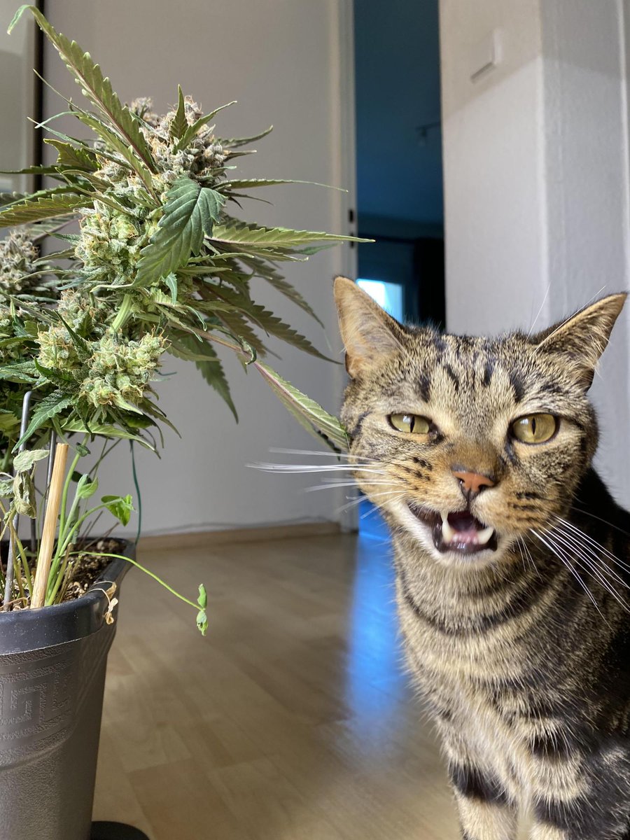 Fast_Buds's tweet photo. 🚨Friday's giveaway!🚨
We are giving away:
+ 10 seeds of the award-winning Fast_Buds
 genetics  that are available on our official website
+ Eco-friendly 420 Jar
+ Grower Gloves
🚨Rules~
• Follow fast_buds
• Tag 3 friends 
• Like + Retweet

We will announce the winner the next week!
Good luck!
For those who don't want to wait, use code TWITTER for 15% discount 
Next giveaway coming very soon! Stay tuned!
Cinderella Auto by BunnyAndToadatHome