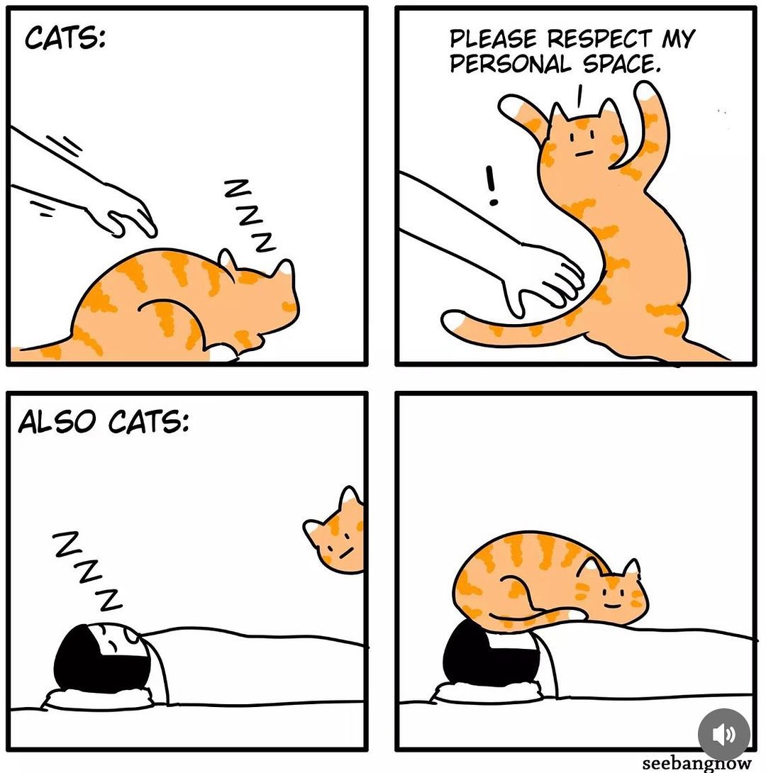 No Cats No Life tweet media