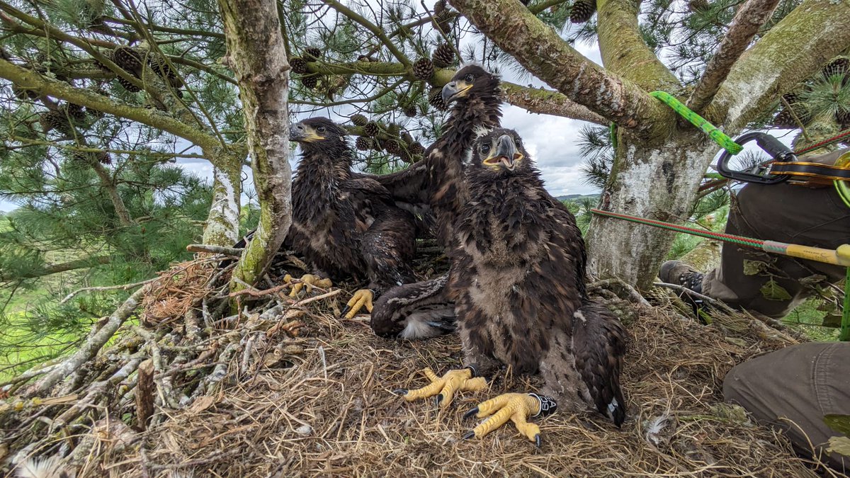 KerryeagleMee's tweet image. 2024 has been the best year yet for breeding White-tailed Eagles in Ireland, not least the exciting news of our 1st breeding pair in Northern Ireland and successful nests reaching double figures.

Not than eagles recognise political lines on maps #EaglesWithoutBorders