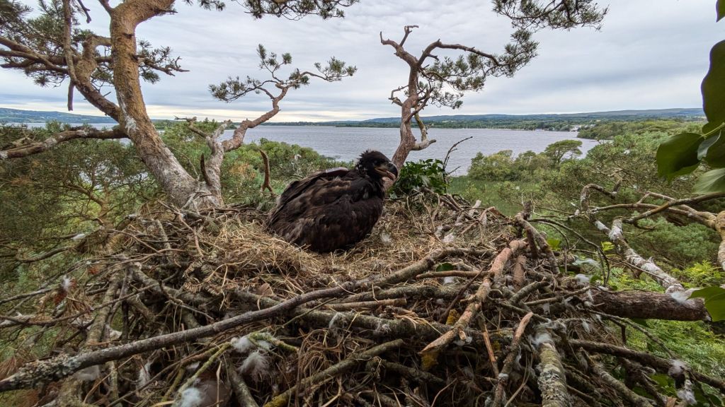 KerryeagleMee's tweet image. 2024 has been the best year yet for breeding White-tailed Eagles in Ireland, not least the exciting news of our 1st breeding pair in Northern Ireland and successful nests reaching double figures.

Not than eagles recognise political lines on maps #EaglesWithoutBorders