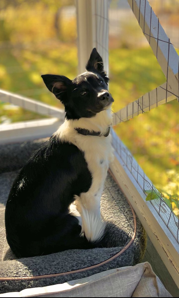 Dianna_Erwin's tweet image. We welcomed rescue #2 to our home last week. Love at first sight. Meet Bessie our new little girl—getting some fall sunshine on the front porch. 💕