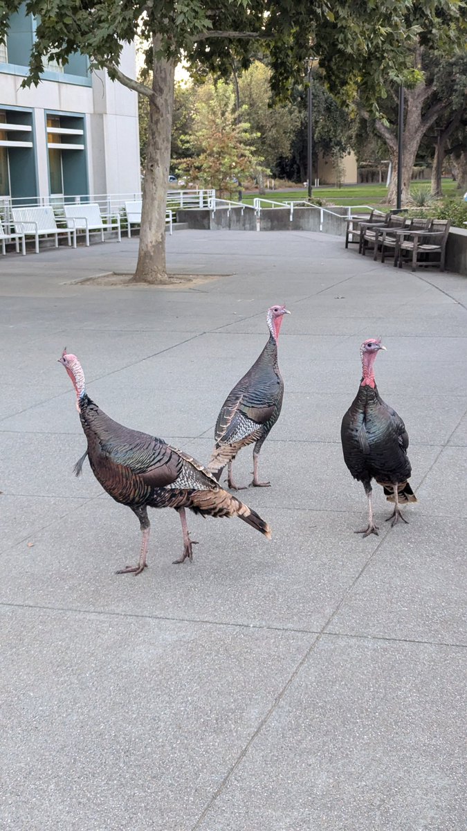 Smart turkeys going the <a href="/ucdavis/">UC Davis</a> library at sunrise. Gobble gobble curiosity.