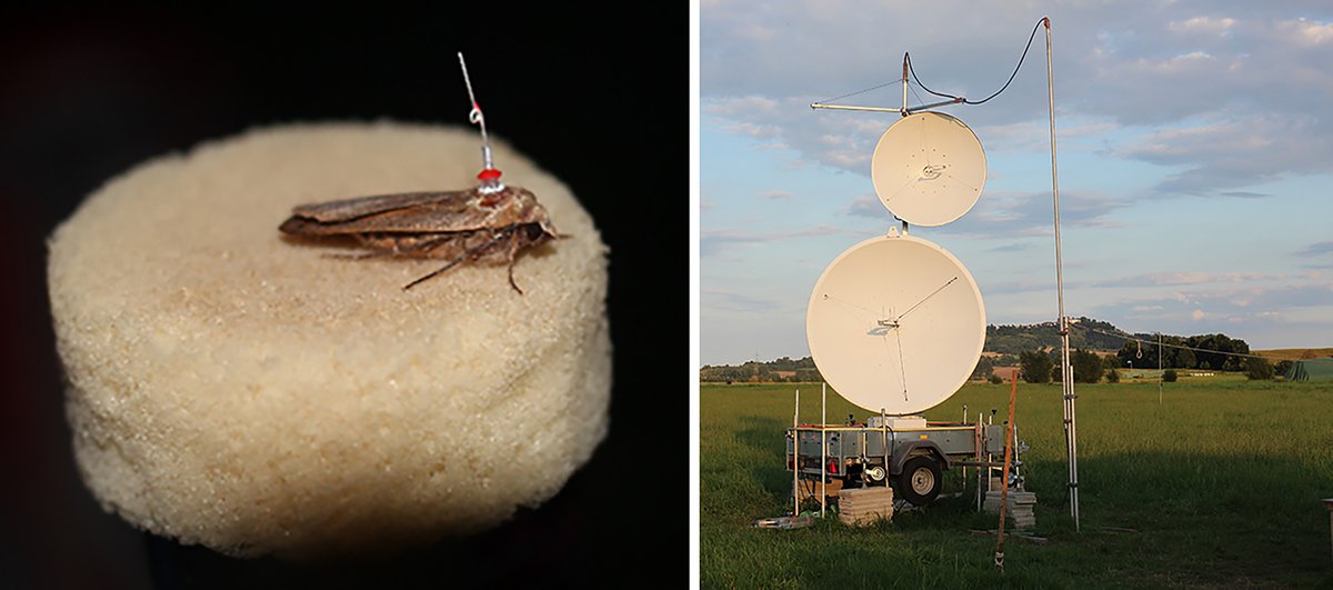 Like a moth to the flame? Not really..... 

In a new study we show that not all moths fly to lights directly but are disturbed way beyond the lit area 👀

Project leader Jacqueline Degen from Uni Würzburg can stick little antennas on moths and track them with radar