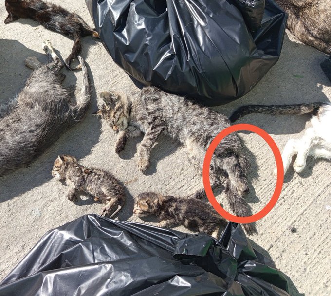 Engelli kedi ve yavruları. 
Tam da yasaya uygun!

#GebzedeKatliamVar