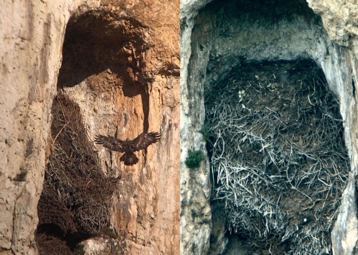 NEW PAPER OUT in <a href="/AvocettaJournal/">Avocetta</a> "The Golden #Eagle Aquila chrysaetos in the northern Marches Apennines (Central Italy). Long-term #monitoring (1983-2023) in the mountains of Pesaro-Urbino" 
by Saltarelli &amp; Pantalone
doi.org/10.30456/AVO.2…