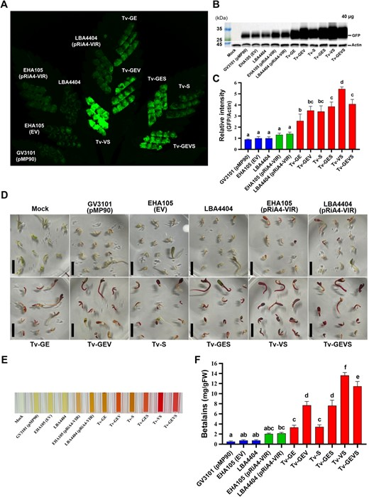 Hortres's tweet photo. Ternary vector system enhances Agrobacterium-mediated plant transformation, overcoming defenses. Significant boosts in reporter & genome editing efficiency. #PlantGeneticEngineering #AgroTransformation @OxfordJournals
Details:https://t.co/wCX9o2mMxq https://t.co/0mzExEUATY