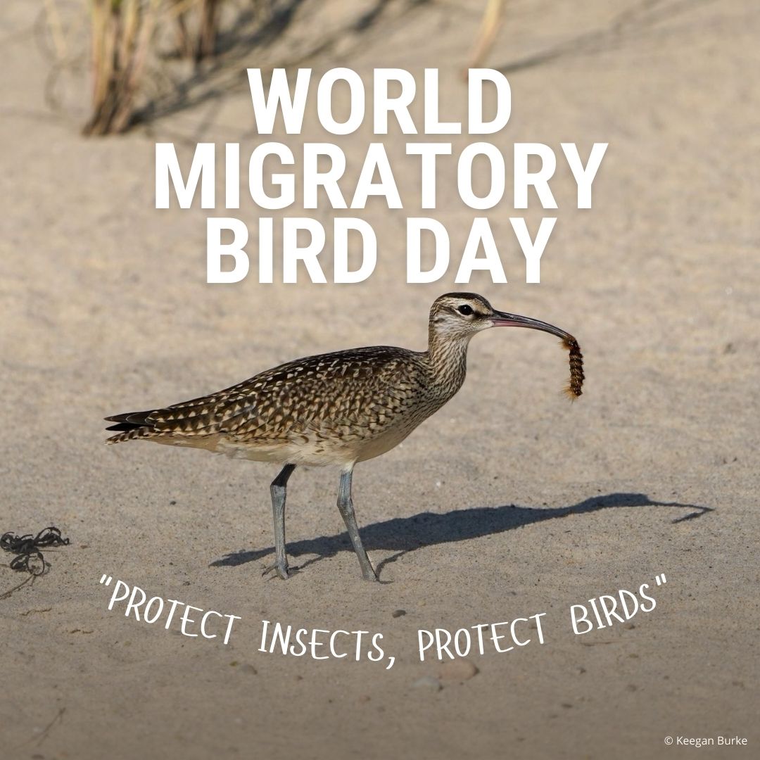 WHSRN (@whsrn) on Twitter photo The presence of insects greatly influences the timing, duration, and overall success of bird migrations. They provide the necessary energy for migratory bird species.
Actions taken to reduce insect declines will benefit birds across their flyways. <a href="/enviroamericas/">Environment for the Americas</a> The presence of insects greatly influences the timing, duration, and overall success of bird migrations. They provide the necessary energy for migratory bird species.
Actions taken to reduce insect declines will benefit birds across their flyways. <a href="/enviroamericas/">Environment for the Americas</a>