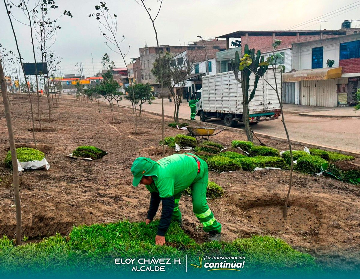 ✅#𝗩𝗶𝗹𝗹𝗮𝗠𝗮𝗿𝗶́𝗮𝗧𝗲𝗤𝘂𝗶𝗲𝗿𝗼𝗩𝗲𝗿𝗱𝗲 | 𝗦𝗲𝗺𝗯𝗿𝗮𝗱𝗼 𝗱𝗲 𝗴𝗿𝗮𝘀𝘀 𝗲𝗻 𝗲𝗹 𝗔.𝗛. 𝗦𝗮𝗻 𝗖𝗮𝗺𝗶𝗹𝗼
Continuamos con la siembra de más de 14 mil metros cuadrados de grass natural en el A.H. San Camilo de la zona José Gálvez. 🌿🌳