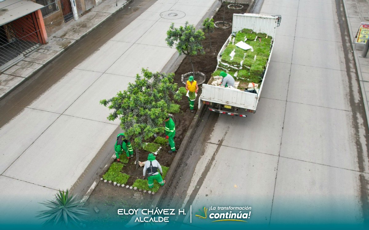 𝗦𝗲𝗺𝗯𝗿𝗮𝗱𝗼 𝘆 𝗺𝗮𝗻𝘁𝗲𝗻𝗶𝗺𝗶𝗲𝗻𝘁𝗼 𝗱𝗲 𝗮́𝗿𝗲𝗮𝘀 𝘃𝗲𝗿𝗱𝗲𝘀 𝗲𝗻 𝗹𝗮 𝗔𝘃. 𝗟𝗶𝗺𝗮 𝗱𝗲 𝗹𝗮 𝘇𝗼𝗻𝗮 𝗝𝗼𝘀𝗲́ 𝗚𝗮́𝗹𝘃𝗲𝘇
Continuamos con el sembrado y regado de las áreas verdes en la berma central de la Av. Lima de José Gálvez.