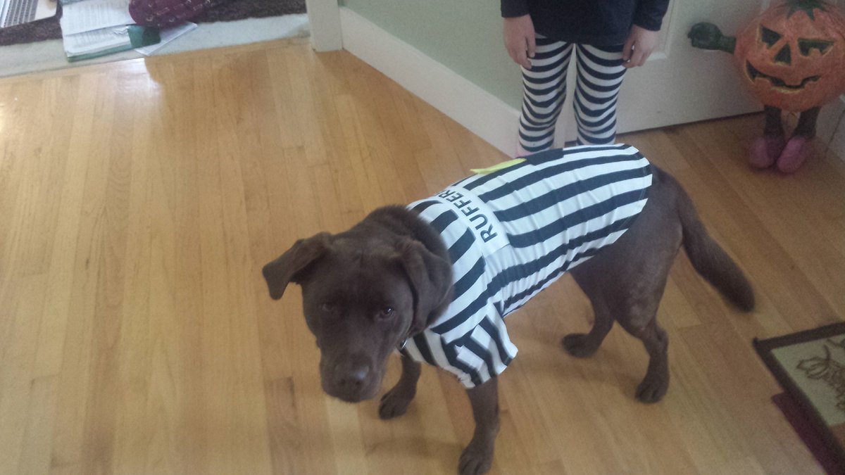 Dee Nichols, Director of the School of Learning &amp; Teaching and Prof. of Lit, Lang, &amp; Culture, shares Artemis -- aki "Ari" -- with us for this week's PAWSitive vibes. Ari was born in Poland Springs, ME, and shares a home in Bangor with 4 other pets &amp; the rest of the Nichols clan!