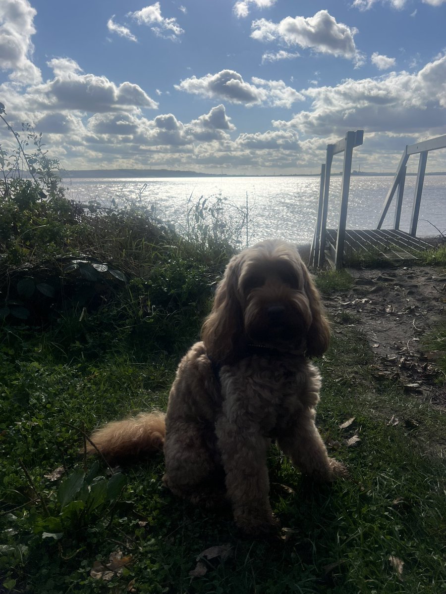 DiggersDigby's tweet image. Here I am ! 🥰