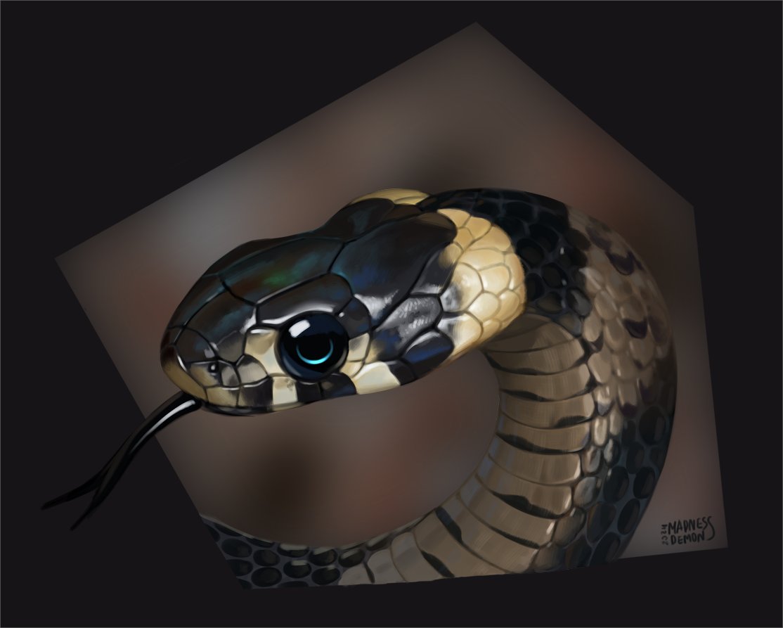 Grass snake, personal art and practice from the photo c: