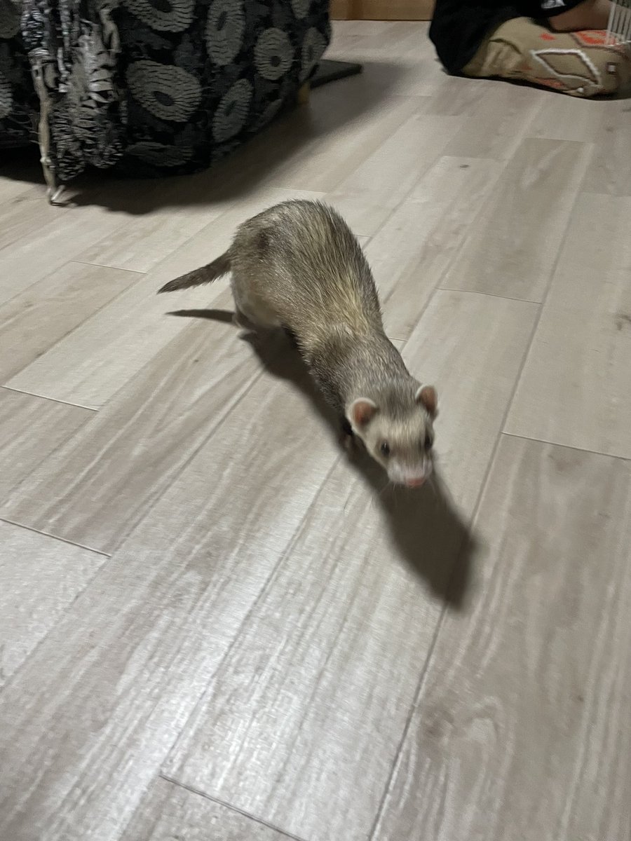 satoutococo's tweet photo. 最近の彼ら
撫でられココ君
突進ナッツ君
キャットタワー暴れ狂いチップ君のお尻 https://t.co/wtkYLoSwAJ